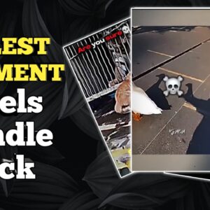 Coolest movement reels bundle pack